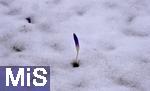 04.03.2023, Kaufbeuren, durch die geschlossene Schneedecke schaut eine Blüte eines Krokus.