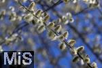 22.03.2023, Bad Wörishofen im Allgäu,  Im Kurpark blühen die Frühlingsboten, Eine männliche Salweide (Salix) steht in voller Blüte.