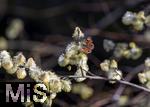 22.03.2023, Bad Wörishofen im Allgäu,  Im Kurpark blühen die Frühlingsboten, Eine männliche Salweide (Salix) steht in voller Blüte. Ein Tagpfauenauge (Aglais io) saugt Nektar aus der Blüte.