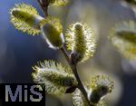 22.03.2023, Bad Wörishofen im Allgäu,  Im Kurpark blühen die Frühlingsboten, Eine männliche Salweide (Salix) steht in voller Blüte.