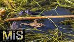 22.03.2023, Bad Wörishofen im Allgäu,  Im Kurpark haben die Kröten in einem Teich ihren Laich abgelegt.