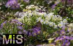 22.03.2023, Bad Wörishofen im Allgäu,  Frühlingsboten in einem Park. Primeln (Primula) in voller Blüte.