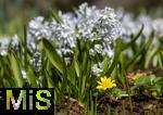 22.03.2023, Bad Wörishofen im Allgäu,  Im Kurpark blühen die Frühlingsboten 