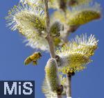22.03.2023, Bad Wörishofen im Allgäu,  Im Kurpark blühen die Frühlingsboten, Eine männliche Salweide (Salix) steht in voller Blüte. Eine Honigbiene (Apis) im Anflug, komplett eingehüllt von Pollen und mit vollen Pollenhöschen an den Hinterbeinen 