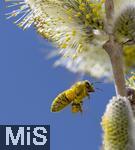 22.03.2023, Bad Wörishofen im Allgäu,  Im Kurpark blühen die Frühlingsboten, Eine männliche Salweide (Salix) steht in voller Blüte. Eine Honigbiene (Apis) im Anflug, komplett eingehüllt von Pollen und mit vollen Pollenhöschen an den Hinterbeinen 