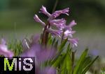 22.03.2023, Bad Wörishofen im Allgäu,  Im Kurpark blühen die Frühlingsboten, Die Wild-Hyazinthe (Hyacinthus orientalis)