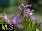 22.03.2023, Bad Wörishofen im Allgäu,  Im Kurpark blühen die Frühlingsboten, Die Wild-Hyazinthe (Hyacinthus orientalis)