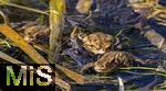 22.03.2023, Bad Wörishofen im Allgäu,  Im Kurpark haben die Kröten in einem Teich ihren Laich abgelegt.