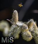 22.03.2023, Bad Wörishofen im Allgäu,  Im Kurpark blühen die Frühlingsboten, Eine männliche Salweide (Salix) steht in voller Blüte. Eine Honigbiene (Apis) im Anflug, mit vollen Pollenhöschen an den Hinterbeinen.