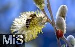 22.03.2023, Bad Wörishofen im Allgäu,  Im Kurpark blühen die Frühlingsboten, Eine männliche Salweide (Salix) steht in voller Blüte. Eine Honigbiene (Apis) im Anflug, mit vollen Pollenhöschen an den Hinterbeinen.  