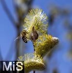 22.03.2023, Bad Wörishofen im Allgäu,  Im Kurpark blühen die Frühlingsboten, Eine männliche Salweide (Salix) steht in voller Blüte. Eine Honigbiene (Apis) holt sich den Nektar und die Pollen.