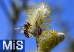 22.03.2023, Bad Wörishofen im Allgäu,  Im Kurpark blühen die Frühlingsboten, Eine männliche Salweide (Salix) steht in voller Blüte. Eine Honigbiene (Apis) holt sich den Nektar und die Pollen.