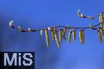 22.03.2023, Bad Wörishofen im Allgäu,  Im Kurpark blühen die Frühlingsboten,  hier ein Haselnuss-Baum.