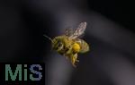 22.03.2023, Bad Wörishofen im Allgäu,  Im Kurpark, Eine Honigbiene (Apis) im Anflug, mit vollen Pollenhöschen an den Hinterbeinen. 
