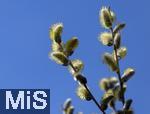 22.03.2023, Bad Wörishofen im Allgäu,  Im Kurpark blühen die Frühlingsboten, Eine männliche Salweide (Salix) steht in voller Blüte.  