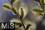 22.03.2023, Bad Wörishofen im Allgäu,  Im Kurpark blühen die Frühlingsboten, Eine männliche Salweide (Salix) steht in voller Blüte.  