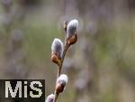 22.03.2023, Bad Wörishofen im Allgäu,  Im Kurpark blühen die Frühlingsboten, Weidenkätzchen (Salix) 