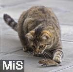 24.05.2023,  In einem Garten in Bad Wörishofen im Unterallgäu: Eine Katze spielt mit einer verschreckten Maus auf der Terasse. .