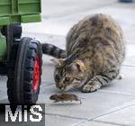 24.05.2023,  In einem Garten in Bad Wörishofen im Unterallgäu: Eine Katze spielt mit einer flüchtenden Maus auf der Terasse. 