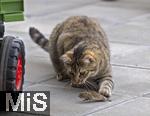24.05.2023,  In einem Garten in Bad Wörishofen im Unterallgäu: Eine Katze spielt mit einer verschreckten Maus auf der Terasse. .