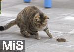 24.05.2023,  In einem Garten in Bad Wörishofen im Unterallgäu: Eine Katze spielt mit einer verschreckten Maus auf der Terasse.