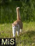 24.05.2023,  In einem Garten in Bad Wörishofen im Unterallgäu: EIne Katze als Haustier   