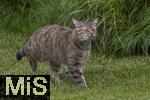 24.05.2023,  In einem Garten in Bad Wörishofen im Unterallgäu: Eine Katze hat eine Maus gefangen.