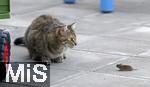 24.05.2023,  In einem Garten in Bad Wörishofen im Unterallgäu: Eine Katze spielt mit einer verschreckten Maus auf der Terasse. Beide starren sich lange an.