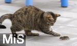 24.05.2023,  In einem Garten in Bad Wörishofen im Unterallgäu: Eine Katze spielt mit einer verschreckten Maus auf der Terasse.