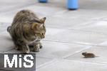 24.05.2023,  In einem Garten in Bad Wörishofen im Unterallgäu: Eine Katze spielt mit einer verschreckten Maus auf der Terasse. Beide starren sich lange an.