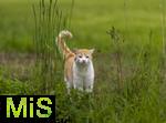 24.05.2023,  In einem Garten in Bad Wörishofen im Unterallgäu: EIne Katze als Haustier  