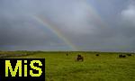 31.08.2023, Irland Land und Leute, Cliffs of Moher, Weltbekannte Steilklippen an der Westküste der Insel. Über einer Kuhweide erscheint ein Regenbogen.