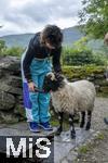 02.09.2023, Irland Land und Leute, Roadtrip am Ring of Kerry, der Kstenstrasse am Atlantik entlang im County Kerry.   Bauernhofmuseum mit Hofladen, Molly Gallivans Cottage & traditional Farm bei Kenmare. Molly Gallivan?s Traditionelles Cottage & Museum in Kerry, Mdchen darf die Schafe trnken mit Milchflaschen.