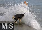 04.09.2023, Irland Land und Leute, Küstenstadt Tramore bei Waterford (Irland) im Südosten. Ein Hund wird beim Baden am Pier von einer Wasserfontäne des Atlantiks überrascht.