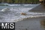 05.09.2023, Irland Land und Leute, Surfer- und Kstenstadt Tramore bei Waterford (Irland) im Sdosten im County Waterford.  Ein Hund badet in der Brandung des Atlantischen Ozeans.