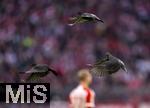 11.11.2023, Fussball 1. Bundesliga 2023/2024, 11.Spieltag, FC Bayern München - 1.FC Heidenheim, in der Allianz-Arena München. Tauben fliegen durch das Stadion übers Spielfeld.