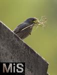 08.04.2024, Bad Wrishofen (Unterallgu, Bayern). Heimische Singvgel, ein Hausrotschwanz sitzt auf dem Dach, im Schnabel Nistmaterial fr den Nestbau.