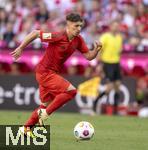 12.05.2024, Fussball 1. Bundesliga 2023/2024, 33.Spieltag, FC Bayern Mnchen - VfL Wolfsburg, in der Allianz-Arena Mnchen. Bryan Zaragoza (FC Bayern Mnchen) am Ball 

