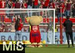 18.05.2024, Fussball 1. Bundesliga 2023/2024, 34.Spieltag, 1.FC Heidenheim - 1.FC Kln, in der Voith-Arena (Heidenheim).  Maskottchen Paule feiert mit den Fans.



