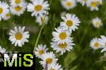 20.05.2024, Blumenpracht im Mai in Bad Wrishofen Unterallgu.  Margeritenfeld (Leucanthemum)  