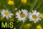 20.05.2024, Blumenpracht im Mai in Bad Wrishofen Unterallgu.  Margeritenfeld (Leucanthemum)  