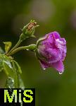 01.06.2024, Bad Wrishofen im Unterallgu, Der Himmel weint, und damit auch die Blumen: Andauernde Regenflle bescheren auch den blhenden Rosen im Kurpark ein nasses Kleid aus Tropfen. 