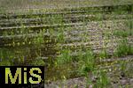 03.06.2024,  Bad Woerishofen im Unterallgaeu, Nach dem Hochwasser nach andauernden Regenfaellen ist das Wasser ueber Nacht weitestgehend abgelaufen. Die jungen Maispflaenzchen auf den Maisfeldern vor der Stadt stehen noch im Wasser.
