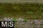 03.06.2024,  Bad Woerishofen im Unterallgaeu, Nach dem Hochwasser nach andauernden Regenfaellen ist das Wasser ueber Nacht weitestgehend abgelaufen. Die jungen Maispflaenzchen auf den Maisfeldern vor der Stadt stehen noch im Wasser.
