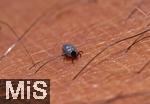 11.09.2024, Heimische Zecke sucht sich auf der menschlichen Haut eine Stelle zum Blut saugen.  Gemeiner Holzbock (Ixodes ricinus)