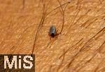 11.09.2024, Heimische Zecke sucht sich auf der menschlichen Haut eine Stelle zum Blut saugen.  Gemeiner Holzbock (Ixodes ricinus) 