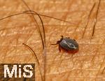 11.09.2024, Heimische Zecke sucht sich auf der menschlichen Haut eine Stelle zum Blut saugen.  Gemeiner Holzbock (Ixodes ricinus) 