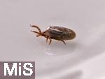 11.09.2024, Heimische Zecke.  Gemeiner Holzbock (Ixodes ricinus) 