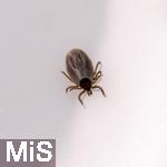 11.09.2024, Heimische Zecke.  Gemeiner Holzbock (Ixodes ricinus) 