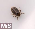 11.09.2024, Heimische Zecke.  Gemeiner Holzbock (Ixodes ricinus) 